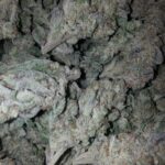 Khalifa Kush